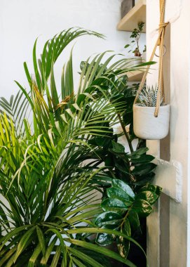 Ficus lyrata, saksı çiçeği. Bitki koleksiyonu. Güzel keman yaprağı, büyük yeşil yapraklı incir ağacı bitkisi. Modern çiçekli ev dekorasyonu asgari düzeyde.