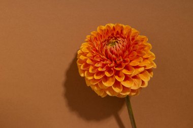  Dahlia. Portakallı Dahlia çiçeğini kapat. Taze çiçekli parlak kırmızı çiçek. Kahverengi arka planda dekoratif dış bitki 
