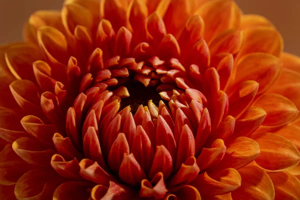 Όμορφο πορτοκαλί χρώμα ηλιόλουστη υφή λουλουδιών Dahlia, close up view, λουλούδι σε καφέ φόντο — Φωτογραφία Αρχείου