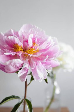 Gri arka planda cam vazoda güzel pembe ve beyaz şakayıklar. Modern natürmort hayat. Doğal çiçek arkaplanı.