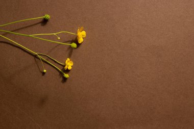 Doğal malzemeli minimalist bej kahverengi natürmort yaşam kompozisyonu: taş ve sarı çiçek, soyut modern sanat tasarımı konsepti