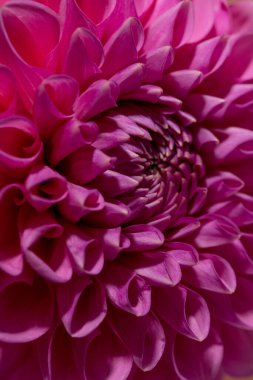 Kahverengi arka planda Pembe Dahlia Çiçeği. Güzel süslemeli bahçe bitkisi kırpma yolu ile.