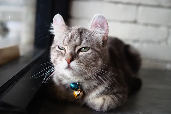 Cute cat in vintage kleuren — Stockfoto