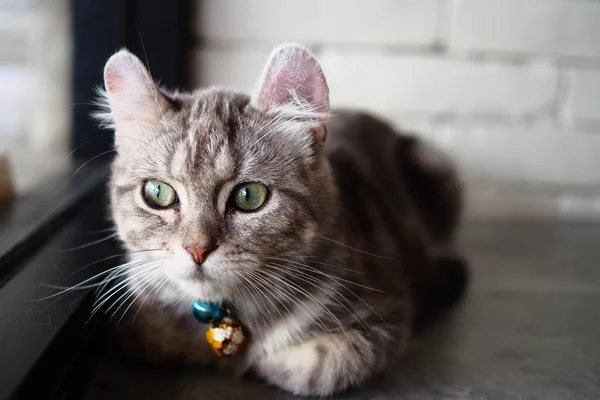 Gato bonito na cor vintage — Fotografia de Stock