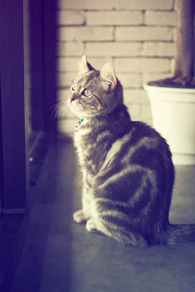 Cute cat in vintage kleuren — Stockfoto