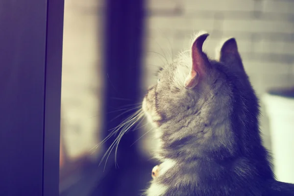 Милий кіт в вінтажному кольорі — стокове фото