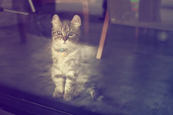 cute cat in vintage color