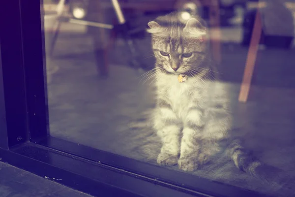 Cute cat in vintage kleuren — Stockfoto