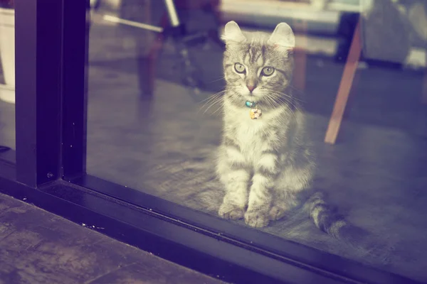 Gato bonito na cor vintage — Fotografia de Stock