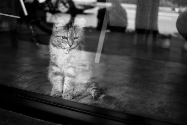 ヴィンテージ色でかわいい猫 — ストック写真