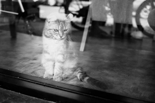 Lindo gato en color vintage — Foto de Stock