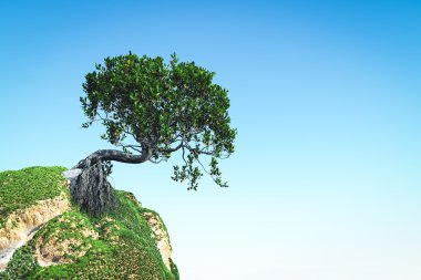 Mangrov ağaç üstünde tepe 3d render