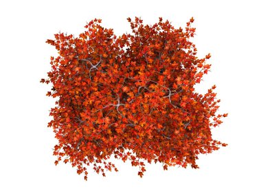 Ağaç izole beyaz arkaplan