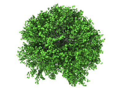 Ağaç izole beyaz arkaplan