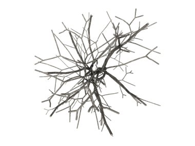 Ağaç izole beyaz arkaplan