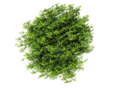 Ağaç izole beyaz arkaplan