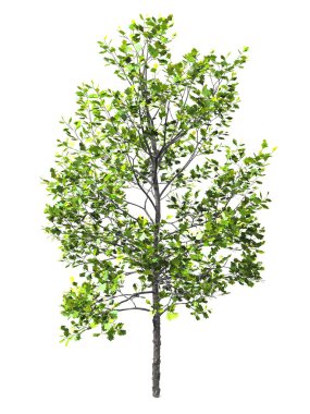 Ağaç izole beyaz arkaplan