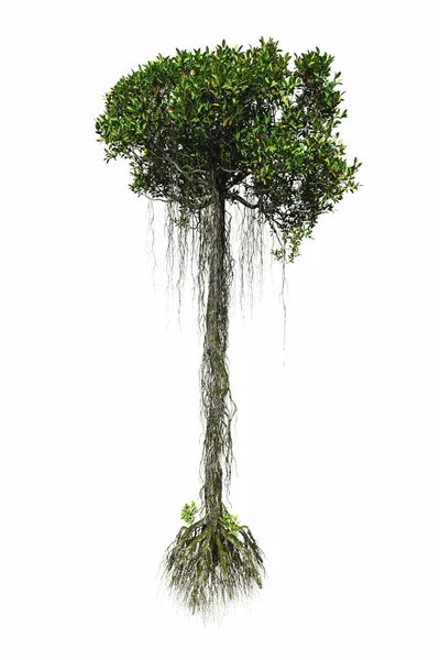 Mangrovové strom v bílém pozadí, samostatný — Stock fotografie