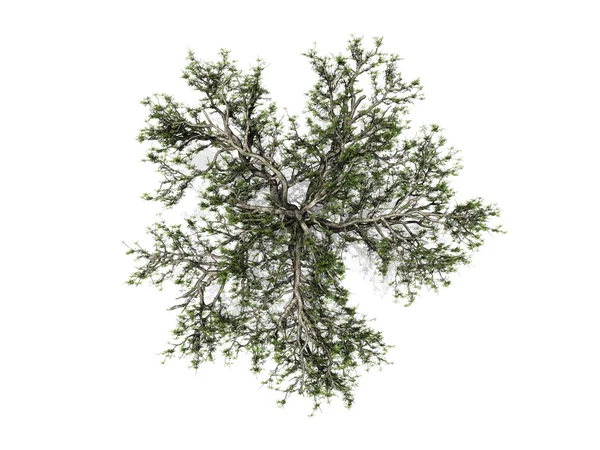 Albero isolato sfondo bianco — Foto Stock