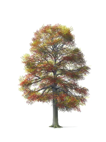 나무가 흰 배경을 분리 시킴 — 스톡 사진