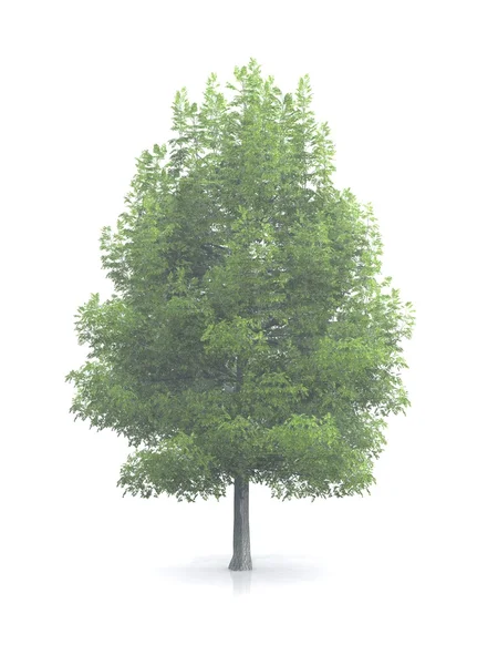 Baum isoliert weißen Hintergrund — Stockfoto