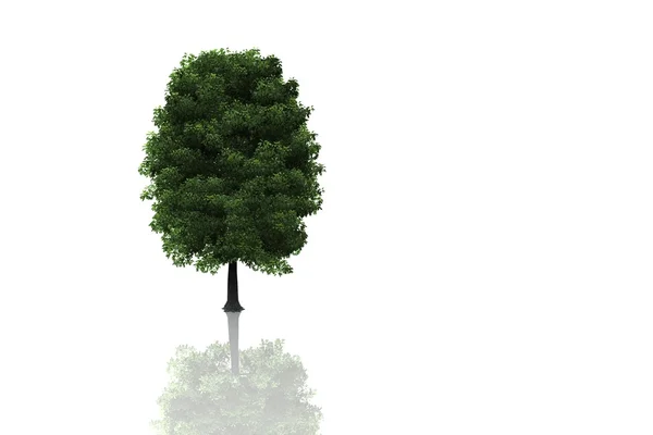 Árbol aislado fondo blanco — Foto de Stock