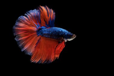 Siyam betta balık hareketi siyah arka plan üzerine