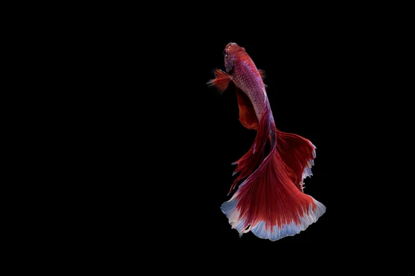 Sziámi betta hal mozgását a fekete háttér — Stock Fotó