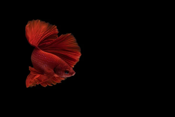 Siamesisch betta fish bewegung auf schwarzem hintergrund — Stockfoto