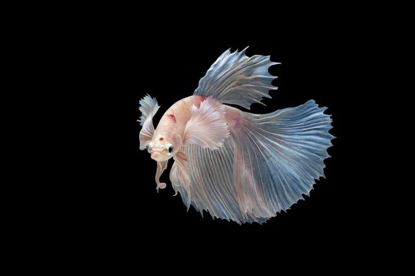 Siamesisch betta fish bewegung auf schwarzem hintergrund — Stockfoto