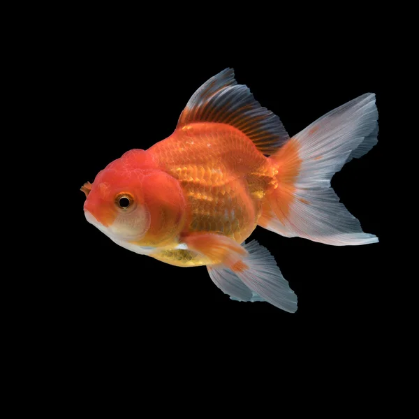Guld fisk isolerad på svart bakgrund — Stockfoto