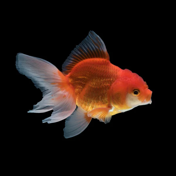 Peixe dourado isolado sobre fundo preto — Fotografia de Stock