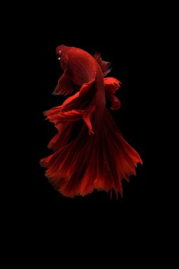 Siyam betta balık hareketi siyah arka plan üzerine