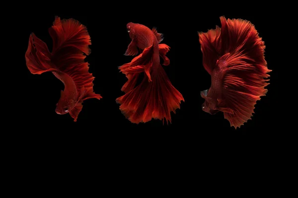 Siamese betta fish movement on black background — Stock Photo, Image