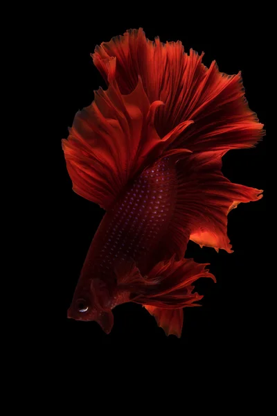 Movimento de peixe betta siamês no fundo preto — Fotografia de Stock
