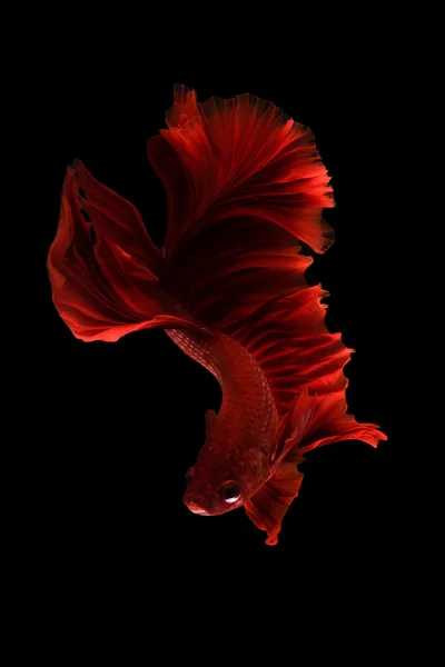 Mouvement siamois de poissons betta sur fond noir — Photo