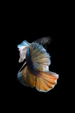 Siyam betta balık hareketi siyah arka plan üzerine