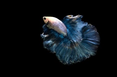 Siyam betta balık hareketi siyah arka plan üzerine