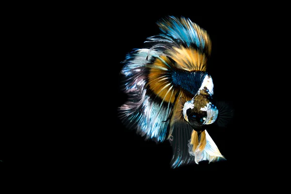 Siamese betta fish movement on black background — Stock Photo, Image