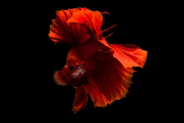 Сіамський рух риби бета на чорному тлі — стокове фото