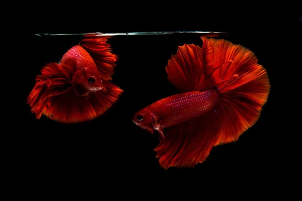 Siamese betta fisk rörelse på svart bakgrund — Stockfoto