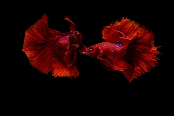 Siamese betta fisk rörelse på svart bakgrund — Stockfoto