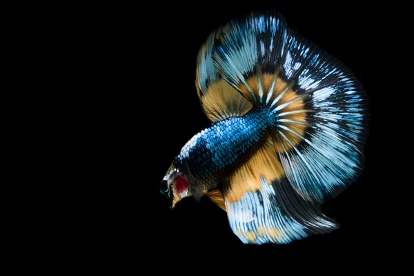 Siamês betta peixe cauda movimento abstrato fundo — Fotografia de Stock