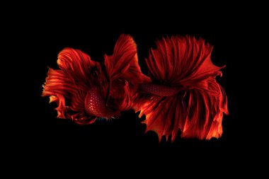 Siyam betta balık kuyruğu hareketi arka plan