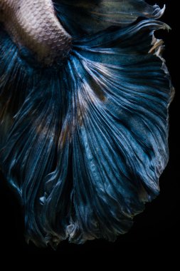 Siyam betta balık kuyruğu hareketi arka plan