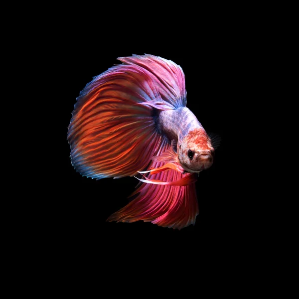 Siamese betta fish tail movement abstract background