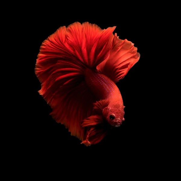 샴 betta 물고기 꼬리 움직임 추상적인 배경 — 스톡 사진