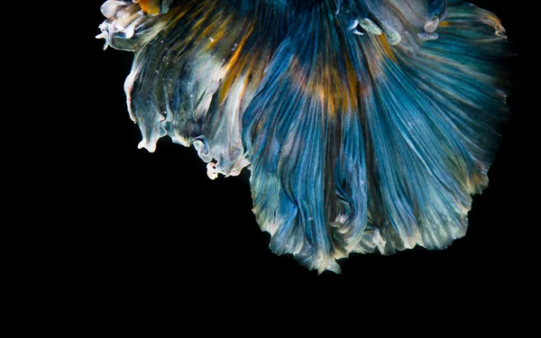 Siamese betta fish tail movement abstract background