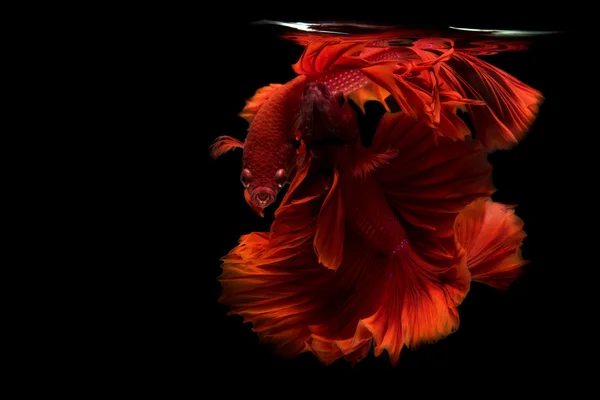 Siamese betta vis staart verkeer abstracte achtergrond — Stockfoto