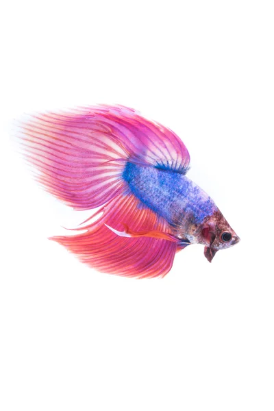 Сіамський бета-риба хвіст рух абстрактний фон — стокове фото